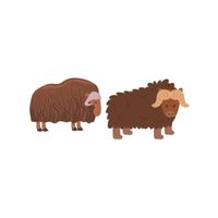 Masculine and Feminine Gender of Animals |Muskox - Cow in English