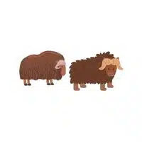 Masculine and Feminine Gender of Animals |Muskox - Cow in English