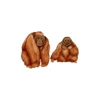 Masculine and Feminine Gender of Animals | Orangutan - Orangutan in English