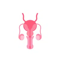 Internal Body Parts Names |Vas deferens in English