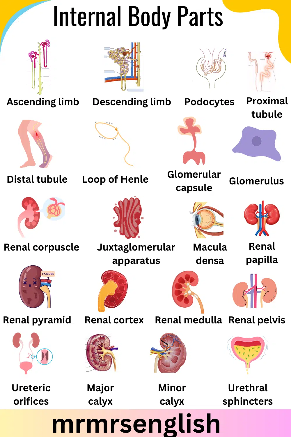Internal Body Parts Names in English