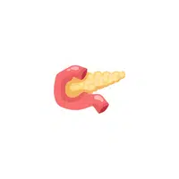 Pancreas in English