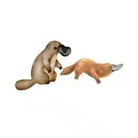 Masculine and Feminine Gender of Animals |Platypus - Duck in English