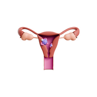 Internal Body Parts Names |Endometrium in English