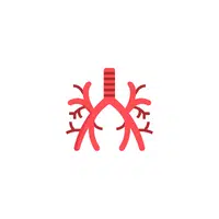 Bronchus in English