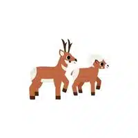 Pronghorn - Doe in English