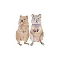 Quokka - Doe in English