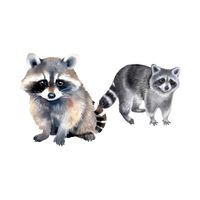 Raccoon - Sow in English