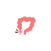 Appendix in English