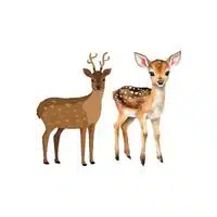 Reindeer - Doe in English