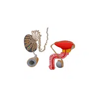 Seminiferous tubules in English