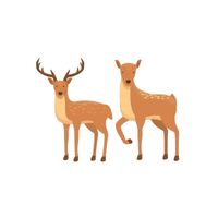 Masculine and Feminine Gender of Animals | Stag - Doe in English
