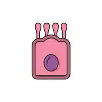 Internal Body Parts Names |Leydig cells in English