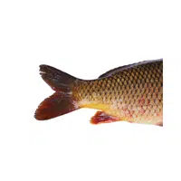 Fish Tail in English