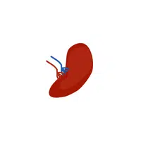 Spleen in English