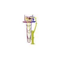 Glomerulus in English