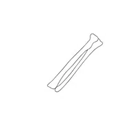 Ulna in English