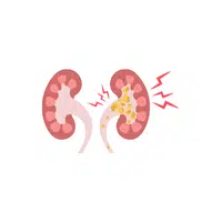 Internal Body Parts Names |Renal tubules in English