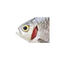 Fish Gill in English