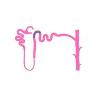 Loop of Henle| in English