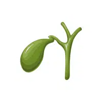 Internal Body Parts Names |Collecting duct in English