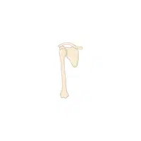 Clavicle in English