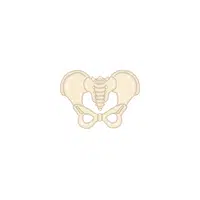 Pelvis in English