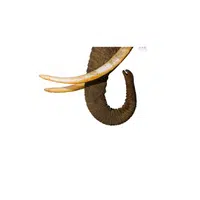 Animal body parts names |Tusks Elephant in English