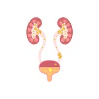 Internal Body Parts Names |Glomerular filtration rate (GFR) in English
