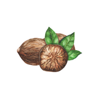 Spices Names |Nutmeg in English 