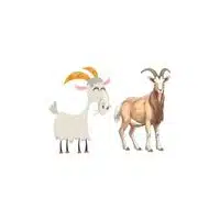 Masculine and Feminine Gender of Animals |Billy - Nanny in English
