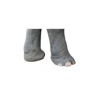 Animal body parts names | Elephant Legs in English