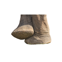 Animal body parts names | Elephant Feet in English