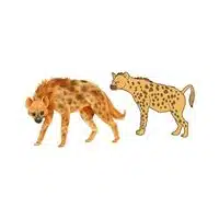 Masculine and Feminine Gender of Animals |Hyena - Hyena in English