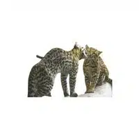 Masculine and Feminine Gender of Animals | Ocelot - Ocelot in English