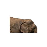 Animal body parts names | Elephant Back in English
