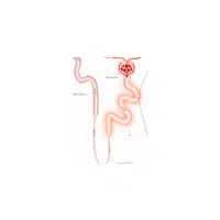 Internal Body Parts Names |Proximal tubule in English