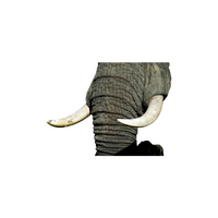 Animal body parts names | Elephant Tusk Socket in English