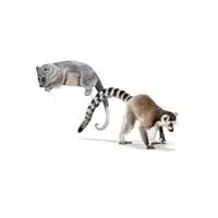 Ringtail - Sow in English