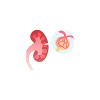 Internal Body Parts Names |Renal corpuscle in English