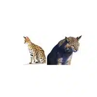 Serval - Serval in English