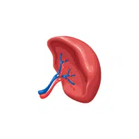 Internal Body Parts Names | Spleen in English