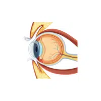 Internal Body Parts Names | Macula densa in English