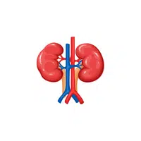 Renal papilla in English