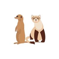 Mongoose - Mongoose in English