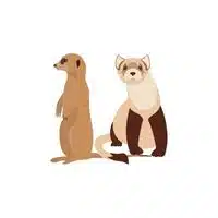 Mongoose - Mongoose in English