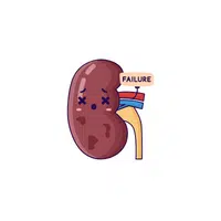 Renal pyramid in English