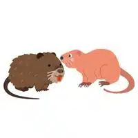 Masculine and Feminine Gender of Animals |Nutria - Nutria in English