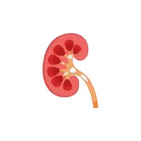 Internal Body Parts Names |Renal medulla in English