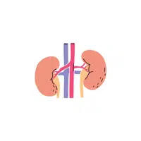 Internal Body Parts Names |Renal pelvis in English